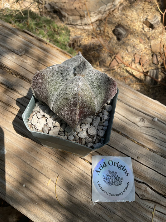 Astrophytum myriostigma quadricostatum Plant