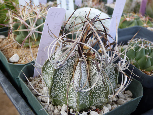 Astrophytum capricorne Plant