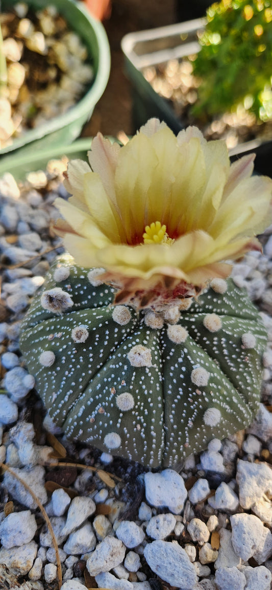 Astrophytum asterias Seeds