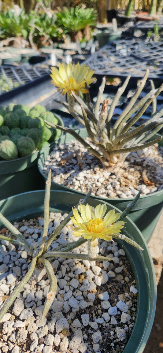 Astrophytum caput-medusae Seeds