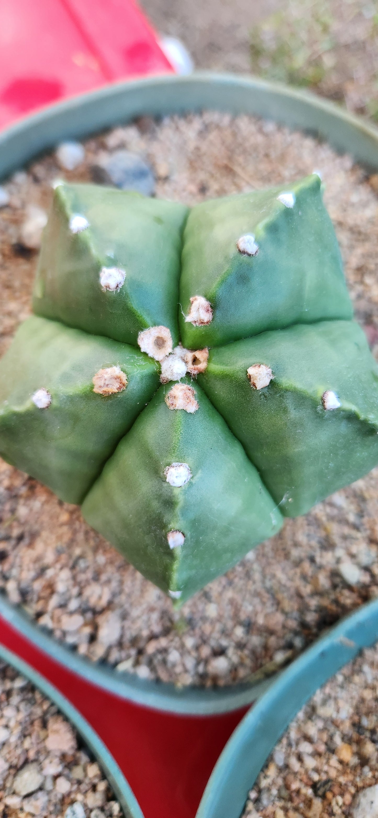 Astrophytum myriostigma nudum Seeds