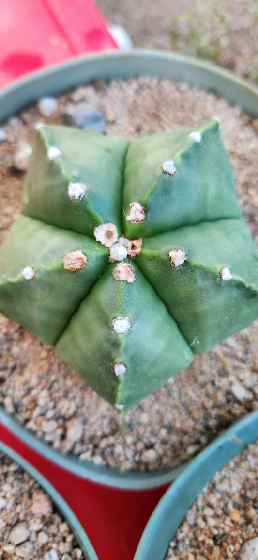 Astrophytum myriostigma nudum Seeds