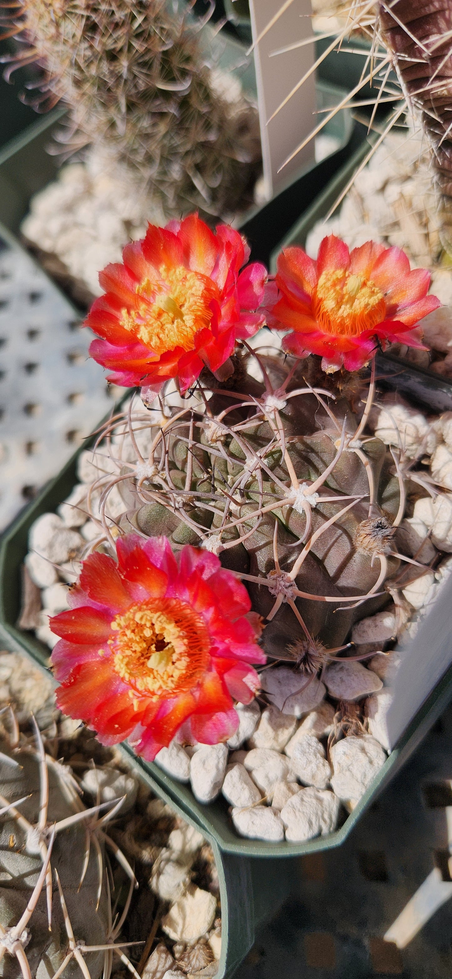 Lobivia hoevenii Plant