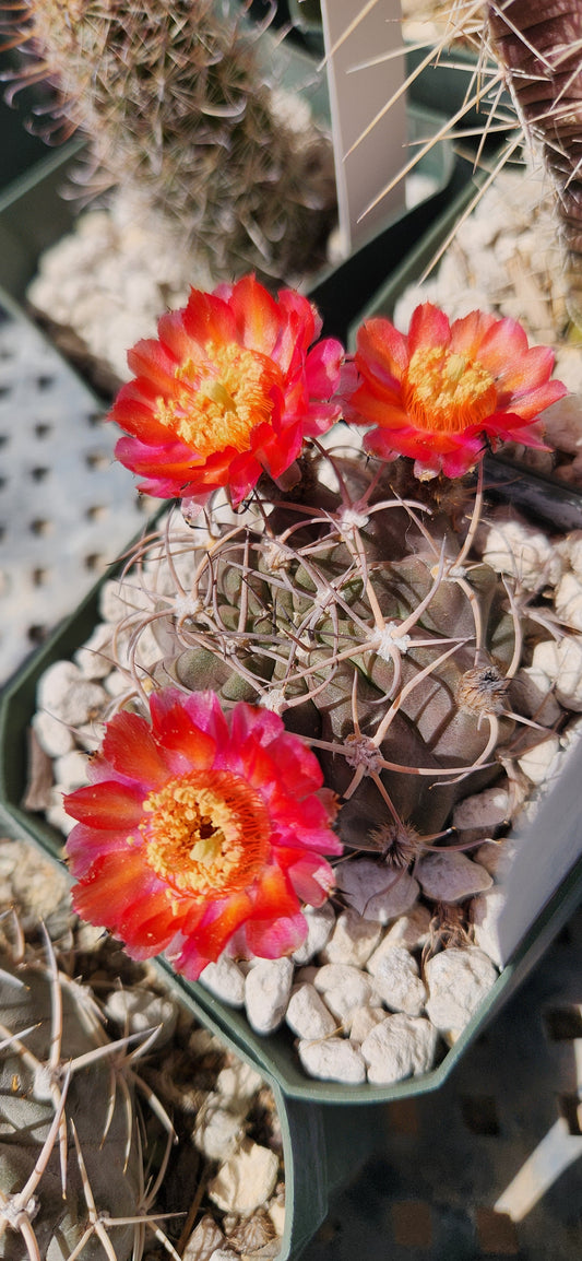 Lobivia hoevenii Plant