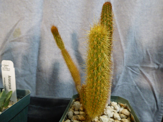 Bergerocactus emoryi Plant