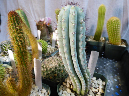 Cipocereus bradei Plant