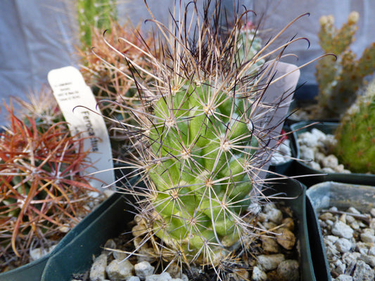 Cochemiea maritima Plant