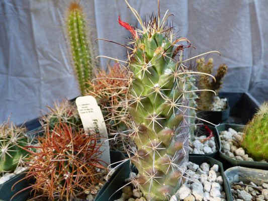 Cochemiea poselgeri Plant