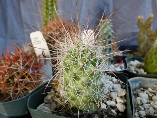 Cochemiea setispina Plant
