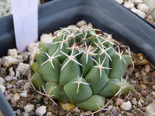 Coryphantha maiz-tablasensis Plant