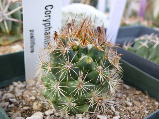 Coryphantha pusilliflora Plant