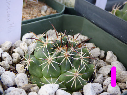 Coryphantha pycnacantha Plant