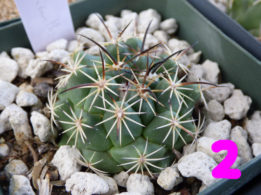Coryphantha pycnacantha Plant