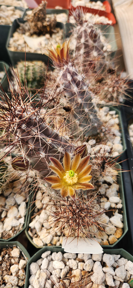 Echinocereus mapimiensis Seeds