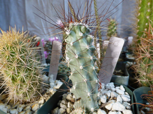 Echinocereus mapimiensis Plant