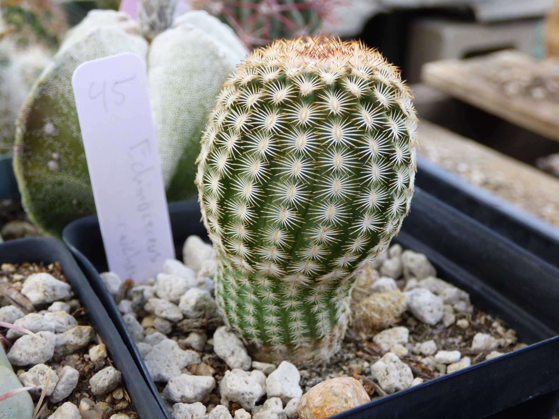 echinocereus reichenbachii Echinocereus reichenbachii Plant – Arid Origins