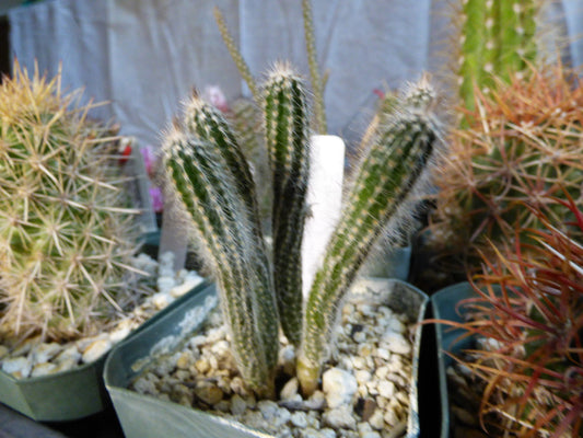 Echinocereus schmollii Plant