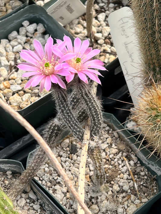 Echinocereus schmollii Plant