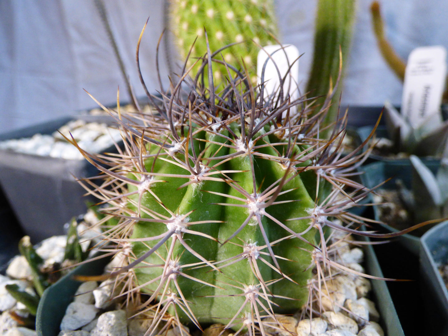 Echinopsis melanopotamica Plant