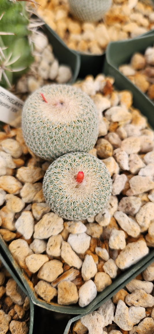 Epithelantha rufispina Seeds