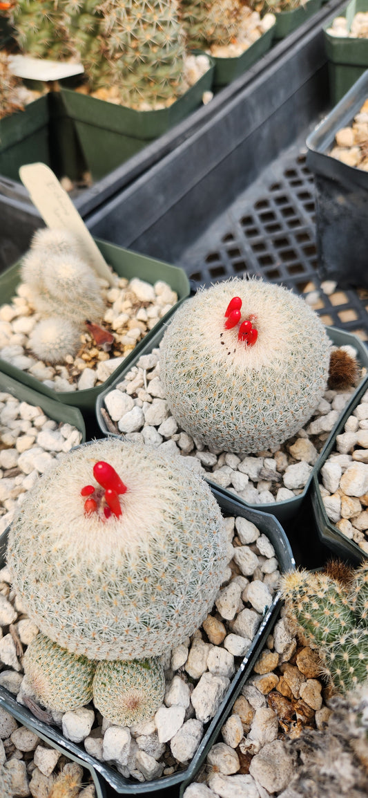 Epithelantha micromeris Seeds