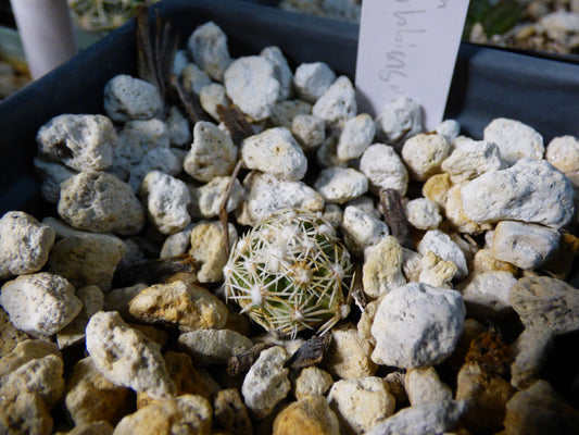 Escobaria robbinsorum Plant