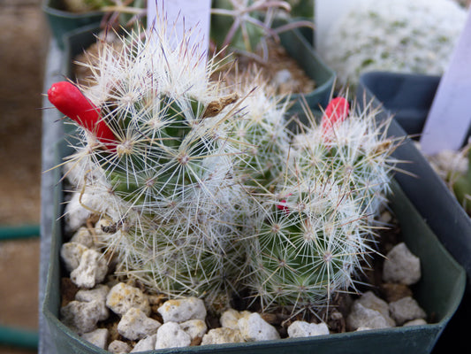 Escobaria zilziana Plant