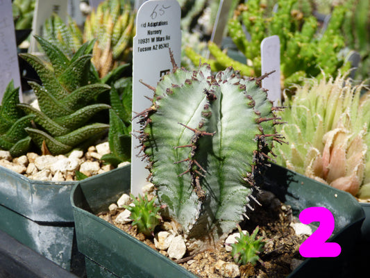 Euphorbia horrida Plant