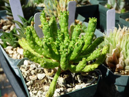 Euphorbia muirii Plant