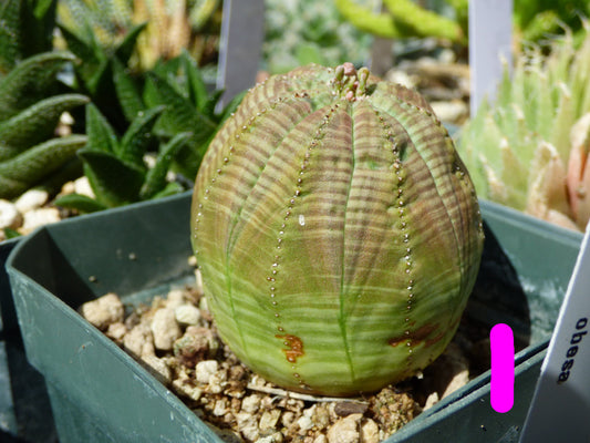 Euphorbia obesa Plant