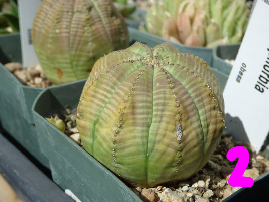 Euphorbia obesa Plant
