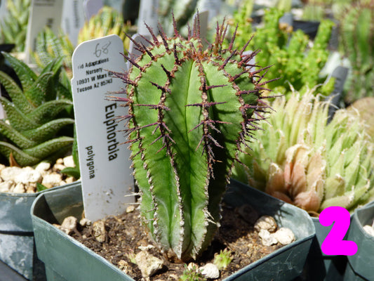 Euphorbia polygona Plant