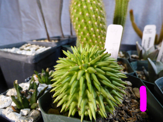Euphorbia susannae Plant