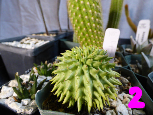 Euphorbia susannae Plant