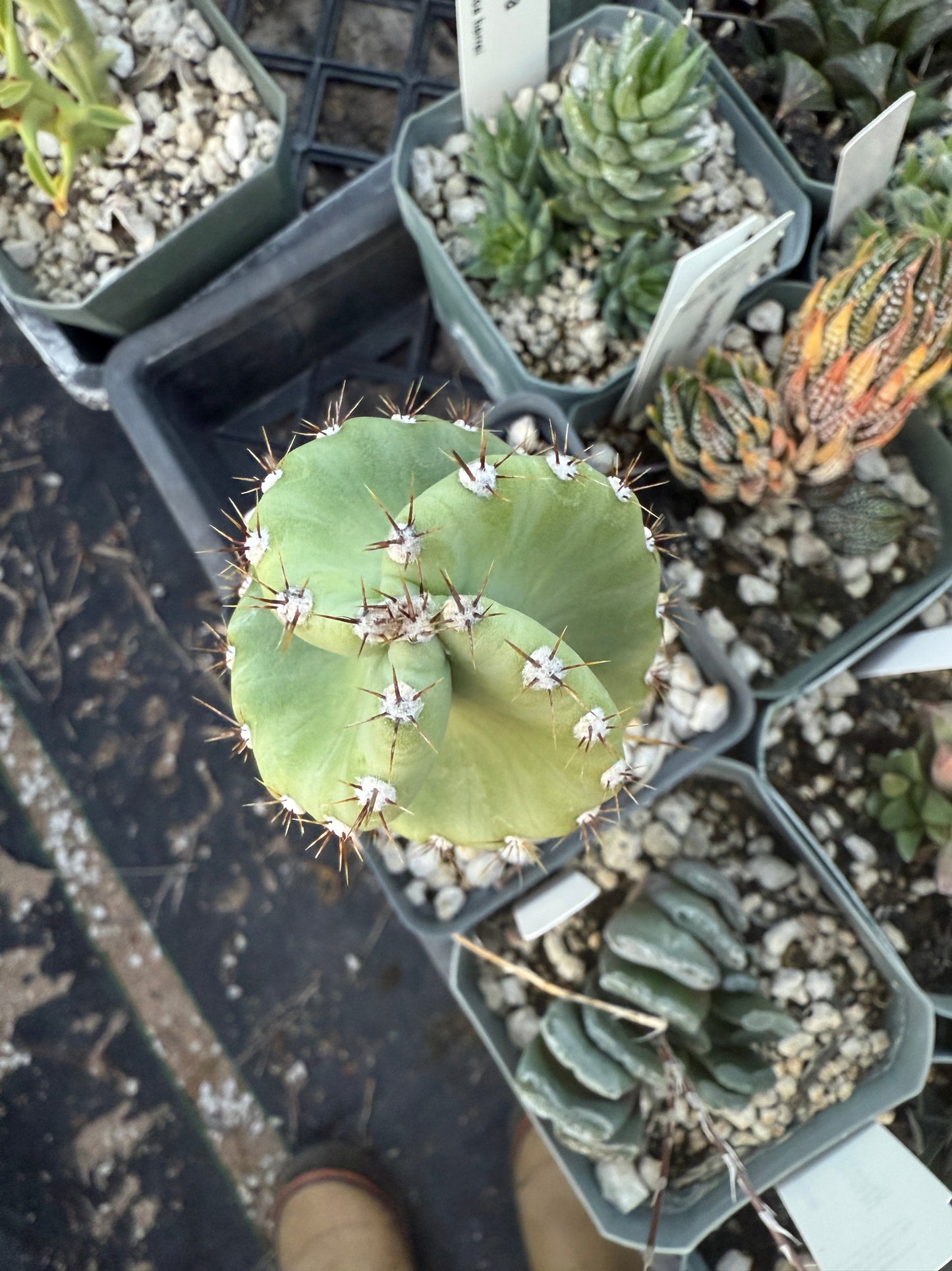 Cereus forbesii spiralis Plant