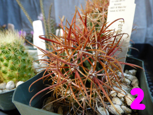 Ferocactus chrysacanthus Plant