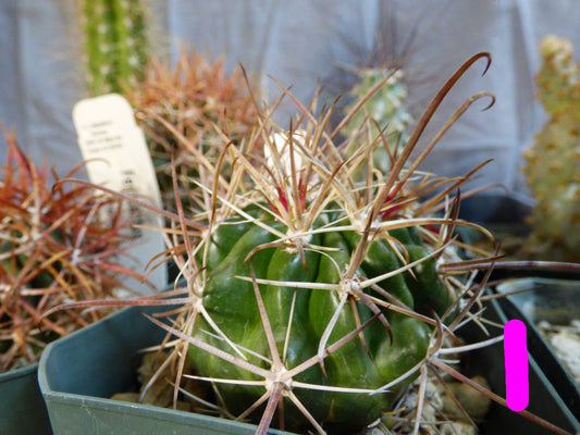 Ferocactus fordii Plant
