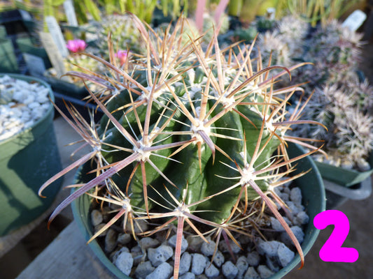 Ferocactus fordii Plant