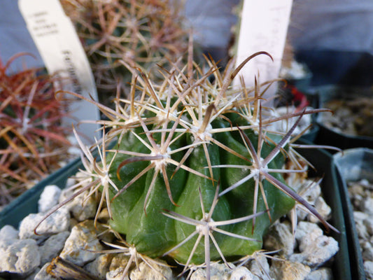 Ferocactus fordii borealis Plant