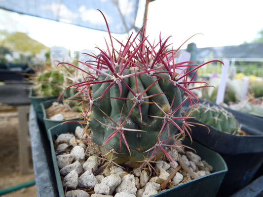 Ferocactus gracilis coloratus Plant