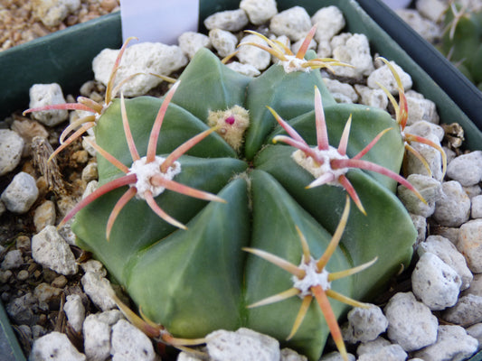 Ferocactus macrodiscus Plant
