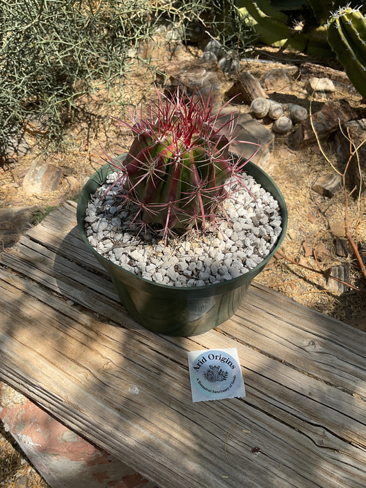 Ferocactus pilosus Plant