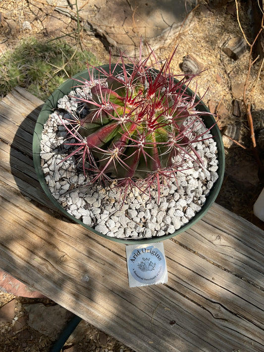 Ferocactus pilosus Plant