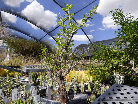 Fouquieria macdougalii Plant
