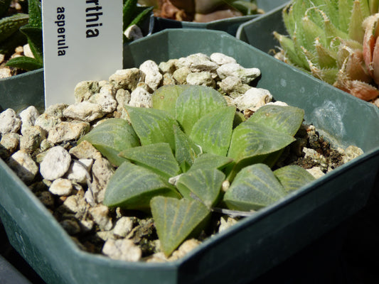 Haworthia asperula Plant