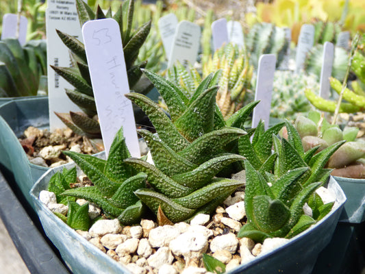 Haworthia nigra Plant