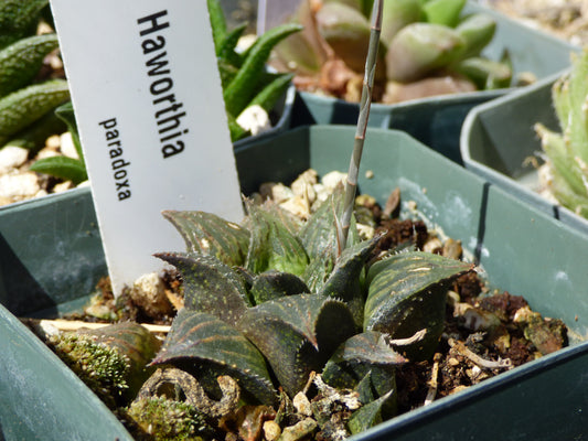 Haworthia paradoxa Plant