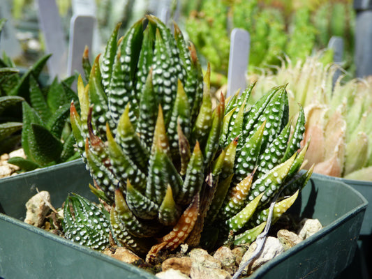 Haworthia reinwardtii Plant