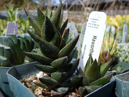 Haworthia resendeana Plant