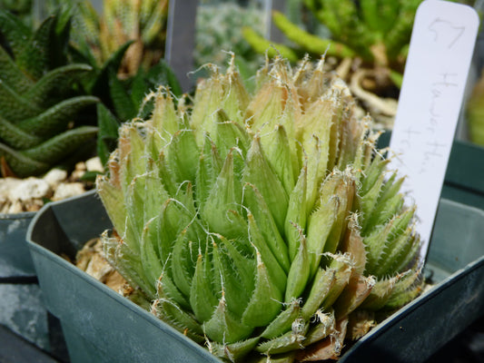Haworthia translucens Plant